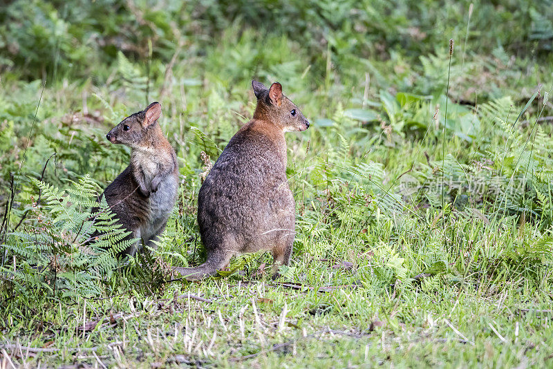 年轻的 Pademelon (Thylogale)